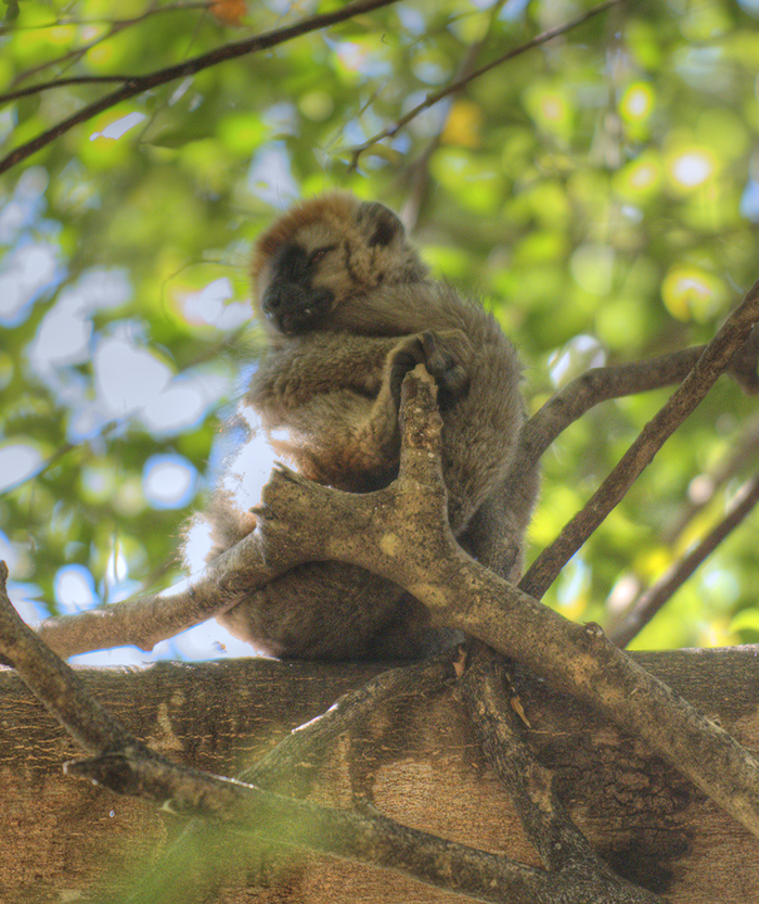Lat Golden lemur